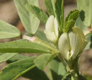 Trigonella foenum graecum